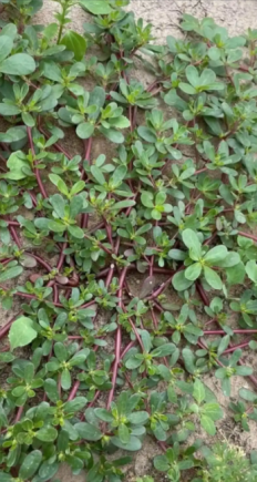 马齿苋作为一种营养丰富的药食同源植物，被誉为"长寿菜"