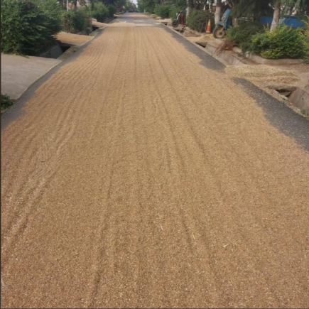 小麦作为人类文明的重要基石，也是中国人最主要的粮食