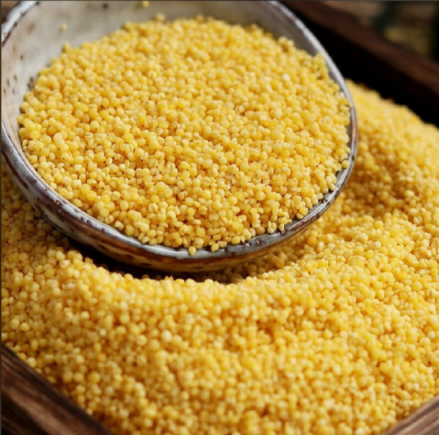 小米海参里面的小米原来作用这么大