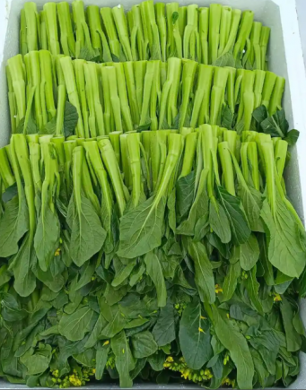 菜心，又称广东菜心、白菜苔