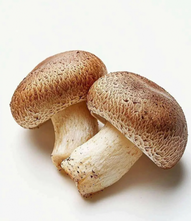 香菇作为中国传统的"山珍"之一,是蕴含丰富营养与多种生物活性物质的健康食材