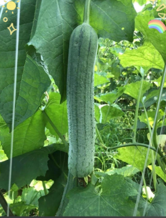 水瓜，又称丝瓜、菜瓜或天罗瓜，是夏季盛产的低热量高水分蔬菜