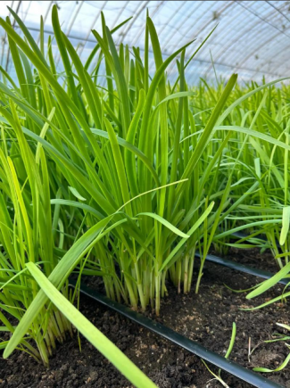 韭菜被誉为"春季第一菜"和"起阳草"