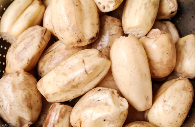 莲藕作为"水中人参"，是兼具食用价值和药用功效的神奇食材