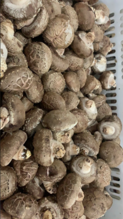 香菇作为中国传统的"山珍"之一,是蕴含丰富营养与多种生物活性物质的健康食材
