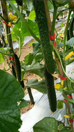 黄瓜作为一种日常饮食中常见的蔬菜，虽然外表普通、价格亲民，但其营养价值远超普通人的想象。