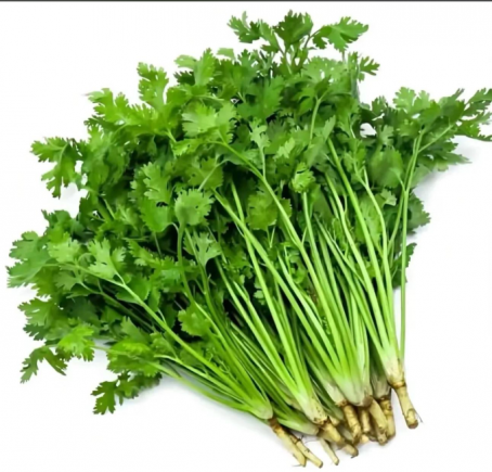 香菜（学名：芫荽，Coriandrum sativum L.）作为一种兼具调味与药用价值的植物