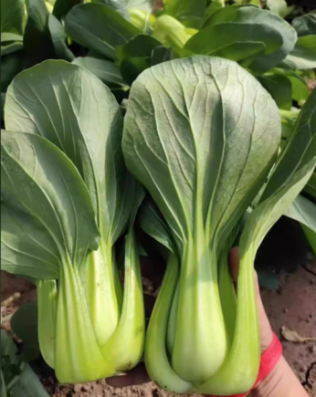 上海青，又称小白菜、青江菜或油菜