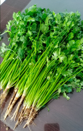 香菜（学名：芫荽，Coriandrum sativum L.）作为一种兼具调味与药用价值的植物