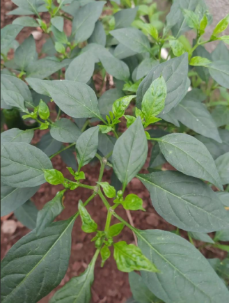 在餐桌上，辣椒可能是配角，但是辣椒叶在广东人眼里却是主角