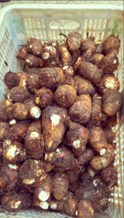 芋头作为一种传统食材的健康功效