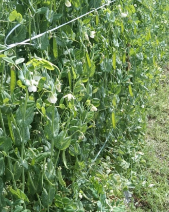 荷兰豆作为一种营养丰富的时令蔬菜，其营养价值与食用方法密切相关