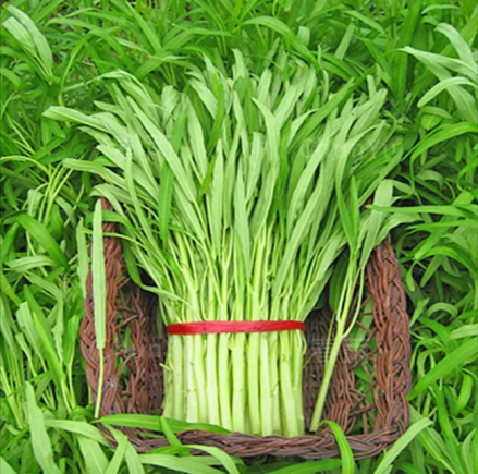 空心菜，学名紫色空心菜（Ipomoea aquatica），又称通心菜、藤藤菜