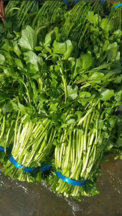 西洋菜，学名Nasturtium officinale，又称豆瓣菜、水田芥、水芥菜