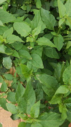 白花菜(Cleome gynandra L.)是一种兼具药用与食用价值的特色蔬菜