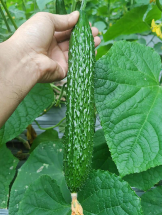 黄瓜作为一种日常饮食中常见的蔬菜，虽然外表普通、价格亲民，但其营养价值远超普通人的想象。