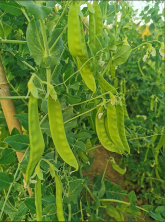 荷兰豆作为一种营养丰富的时令蔬菜，其营养价值与食用方法密切相关