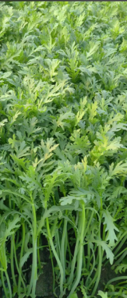 茼蒿，又称蓬蒿、菊花菜、天然养肝菜，是菊科茼蒿属植物的嫩茎叶，被誉为"皇帝菜"