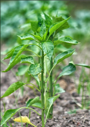 在餐桌上，辣椒可能是配角，但是辣椒叶在广东人眼里却是主角