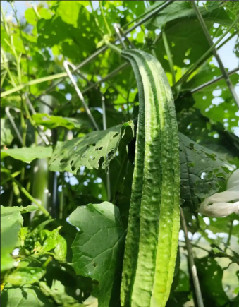 丝瓜，又称水瓜、天罗瓜或菜瓜，是一种夏季常见且营养丰富的蔬菜。