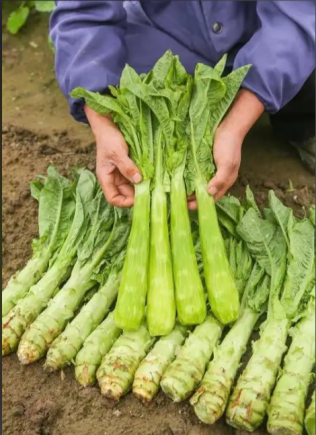 莴苣（又称莴笋、青笋、千金菜）是一种营养密度极高的蔬菜
