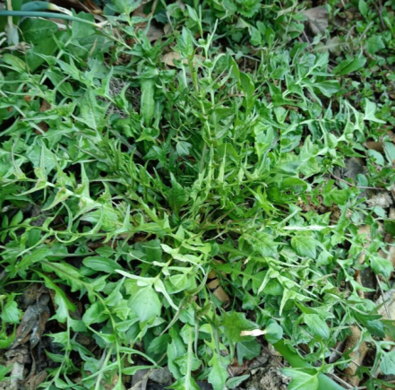 荠菜被誉为"野菜之王"