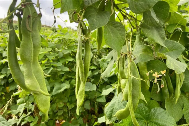 如何吃芸豆才会有好处，让我们一起来看看