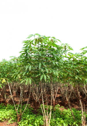 不是吧，这木薯是可以这么好吃