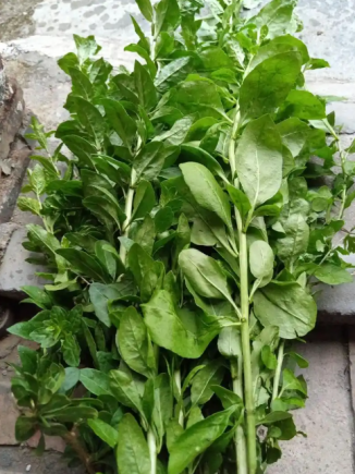 枸杞可以泡茶煮汤，枸杞叶还可以吃