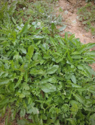 荠菜被誉为"野菜之王"