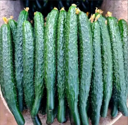 黄瓜作为一种日常饮食中常见的蔬菜，虽然外表普通、价格亲民，但其营养价值远超普通人的想象。