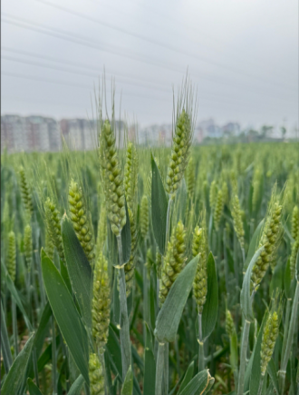 小麦作为人类文明的重要基石，也是中国人最主要的粮食