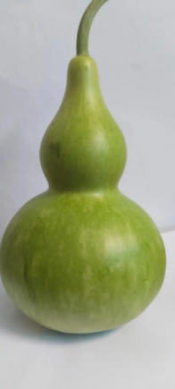 葫芦瓜（学名：Lagenaria siceraria，又称瓠瓜、蒲瓜、长瓜）是一种营养丰富的瓜类蔬菜