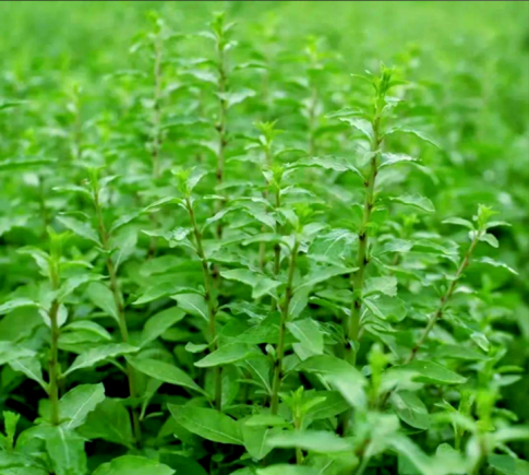 枸杞可以泡茶煮汤，枸杞叶还可以吃