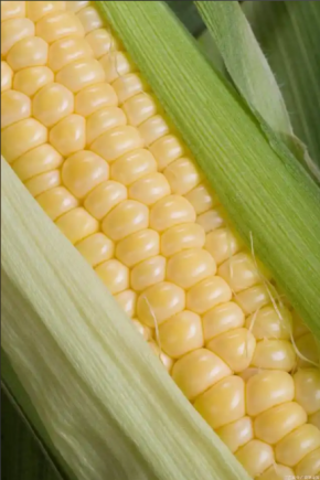 玉米作为全球三大主粮之一，兼具主食、饲料和工业原料的多重用途