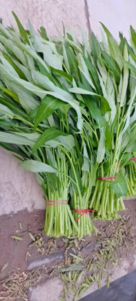 空心菜，学名紫色空心菜（Ipomoea aquatica），又称通心菜、藤藤菜