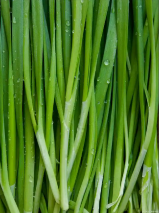 韭菜被誉为"春季第一菜"和"起阳草"