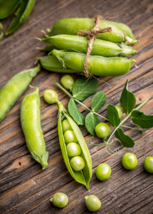 小小豌豆，除了当射手以外，原来还可以....