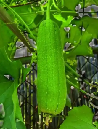 水瓜，又称丝瓜、菜瓜或天罗瓜，是夏季盛产的低热量高水分蔬菜