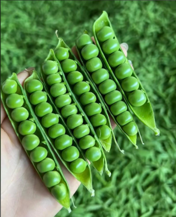 小小豌豆，除了当射手以外，原来还可以....