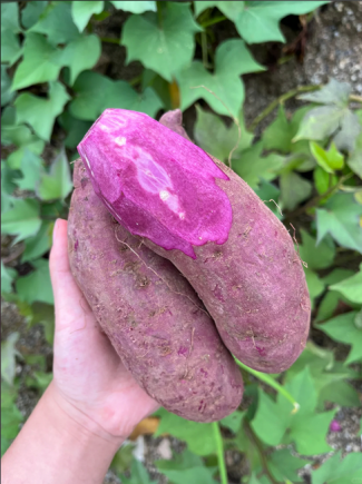 紫薯是真的好吃