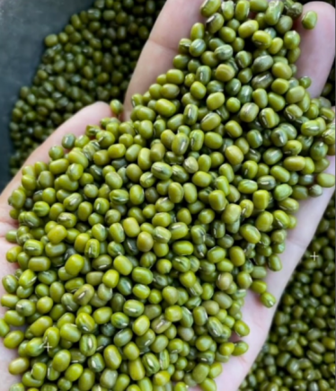 绿豆可以煮汤，可以煮糖水，作用多多