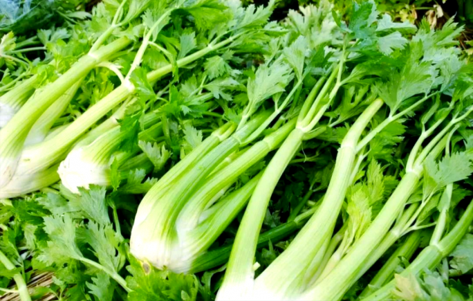 芹菜有药用价值