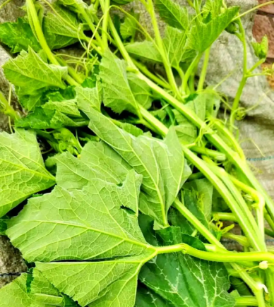 南瓜苗清脆爽口，比南瓜好吃