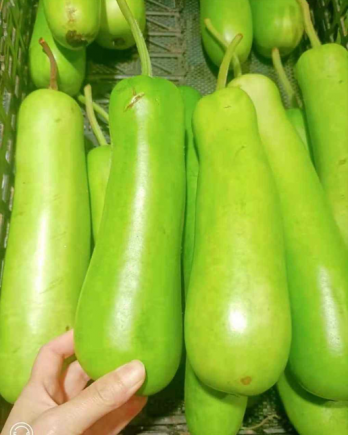 葫芦瓜（学名：Lagenaria siceraria，又称瓠瓜、蒲瓜、长瓜）是一种营养丰富的瓜类蔬菜