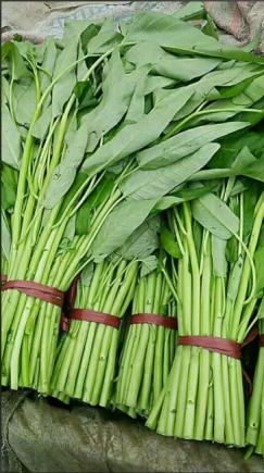 空心菜，学名紫色空心菜（Ipomoea aquatica），又称通心菜、藤藤菜