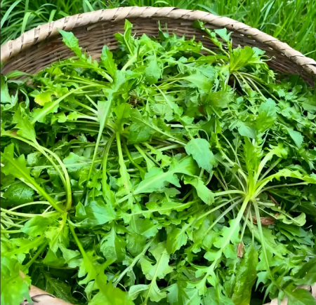 荠菜被誉为"野菜之王"