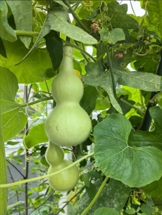 葫芦瓜（学名：Lagenaria siceraria，又称瓠瓜、蒲瓜、长瓜）是一种营养丰富的瓜类蔬菜