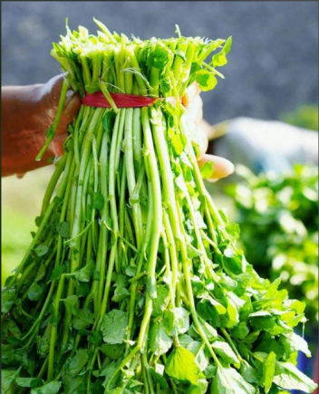 西洋菜，学名Nasturtium officinale，又称豆瓣菜、水田芥、水芥菜