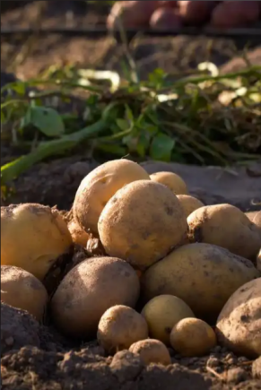 原来土豆的营养价值这么高